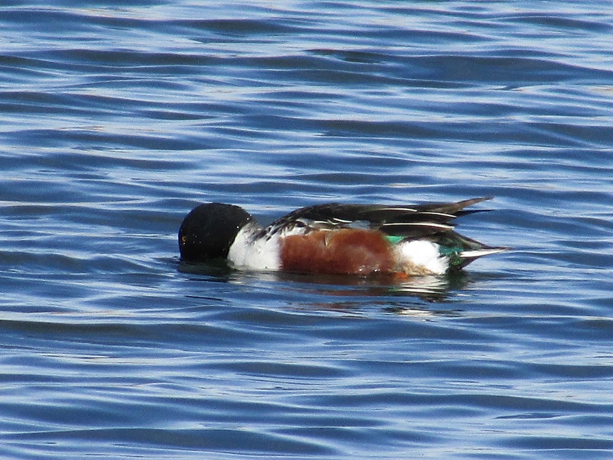 Canard souchet - ML647163472