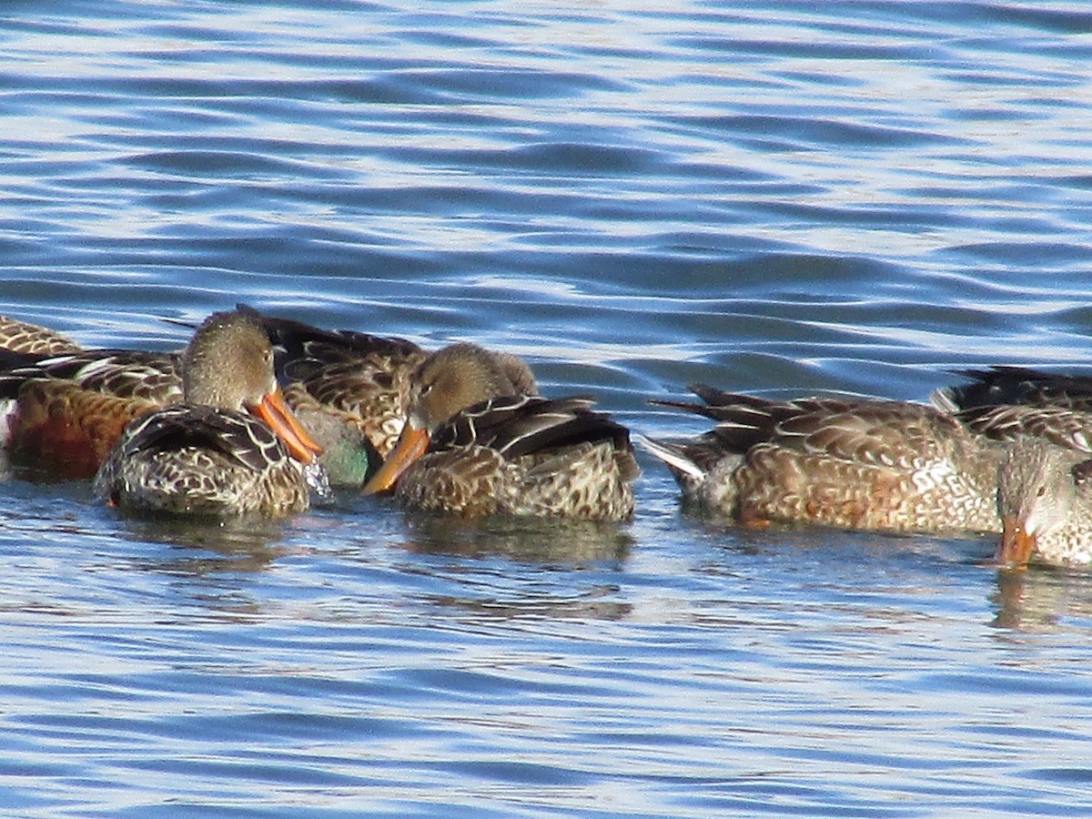 Cuchara Común - ML647163473