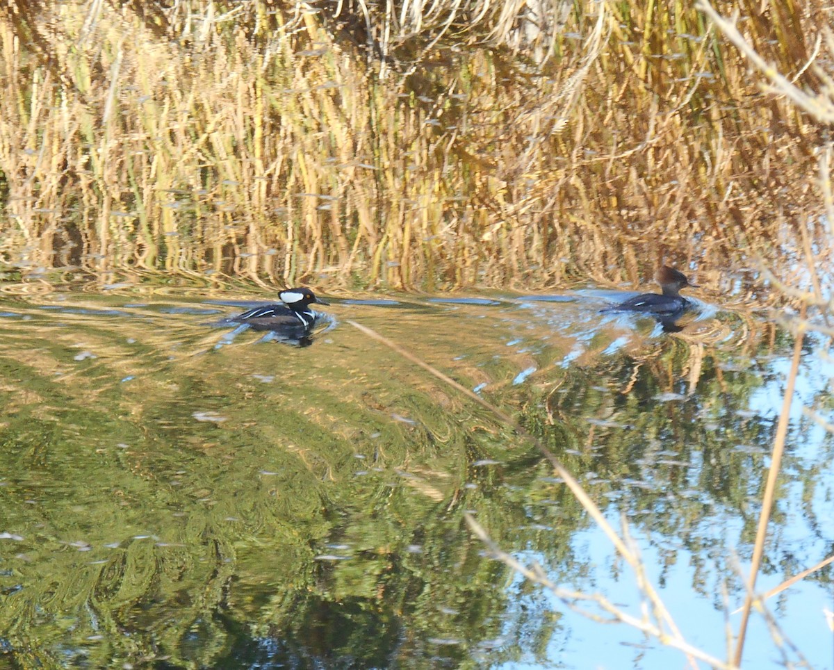 Hooded Merganser - ML647163474