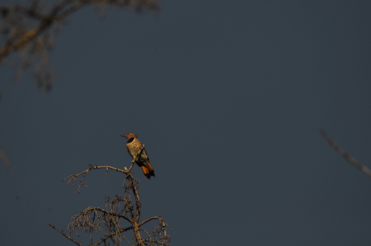 Northern Flicker - ML647163475
