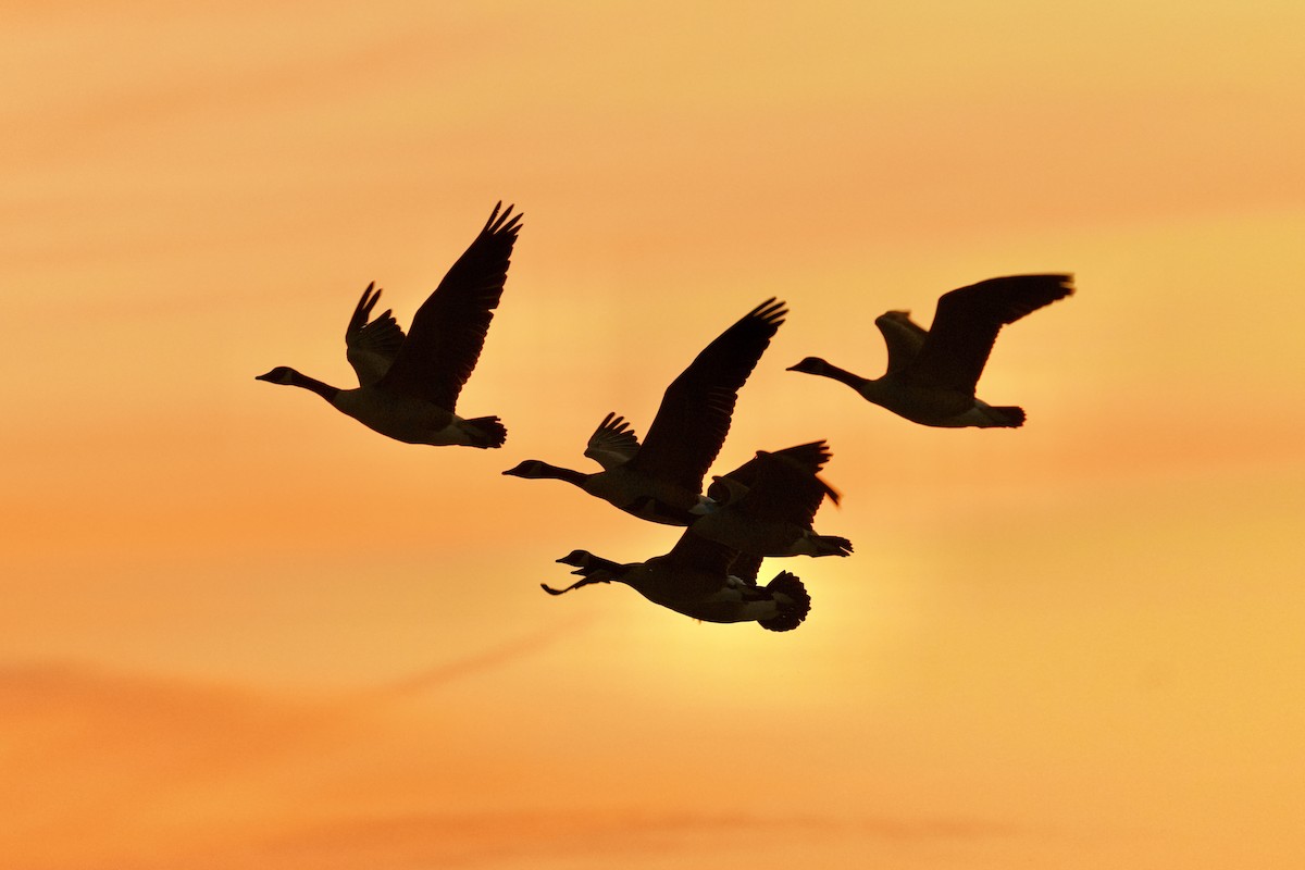 Bernache du Canada - ML647163478