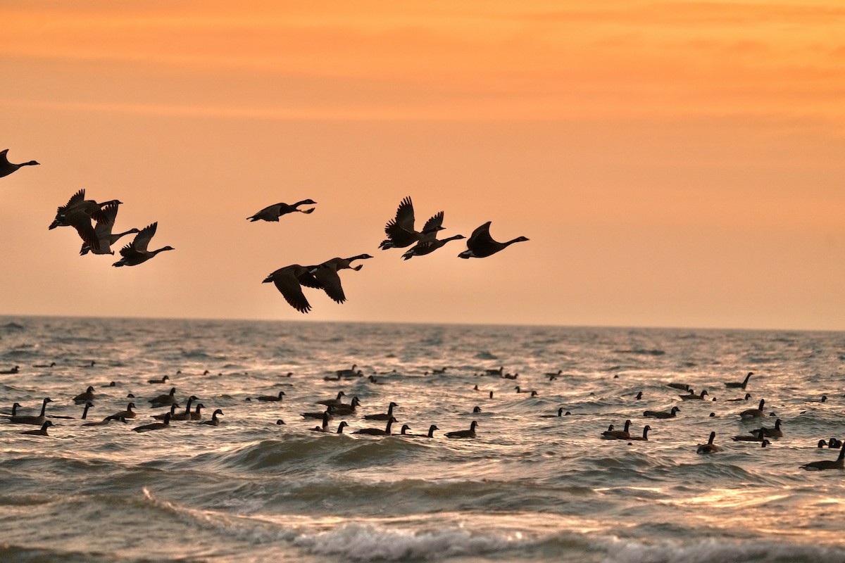 Bernache du Canada - ML647163479