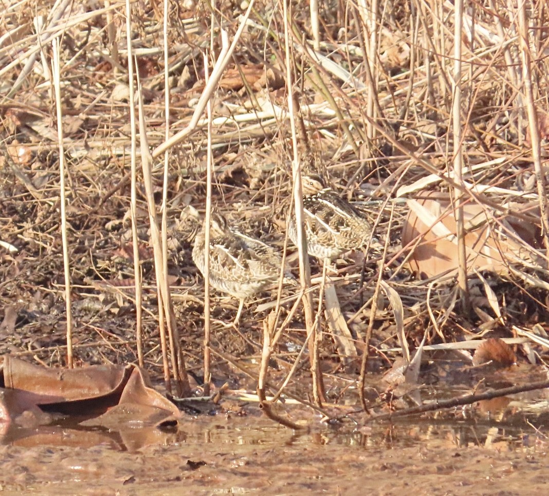 Wilson Suçulluğu - ML647163481