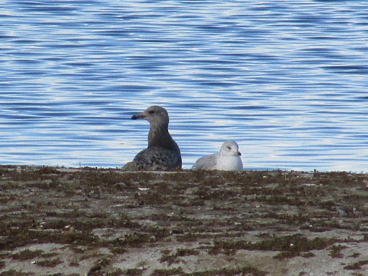 Goéland hudsonien - ML647163498