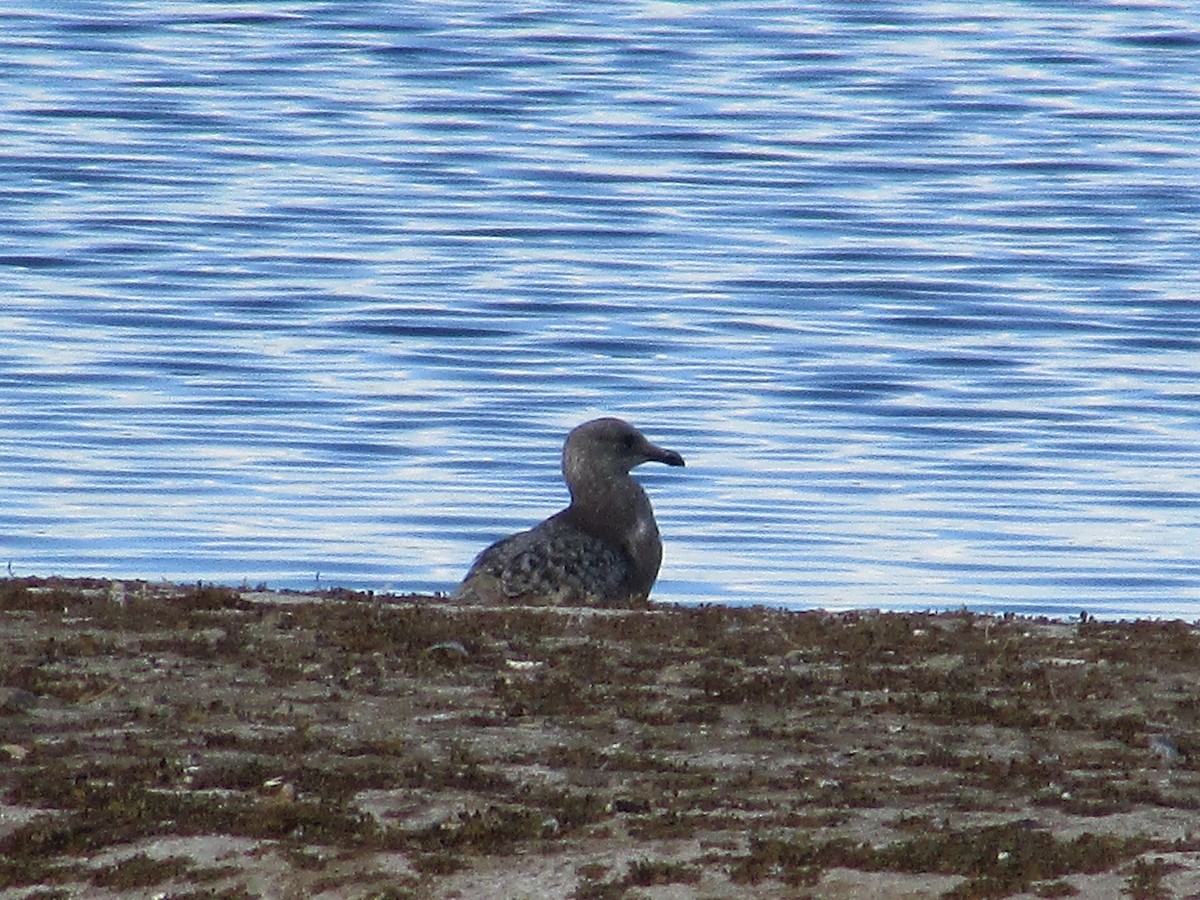 Goéland hudsonien - ML647163499
