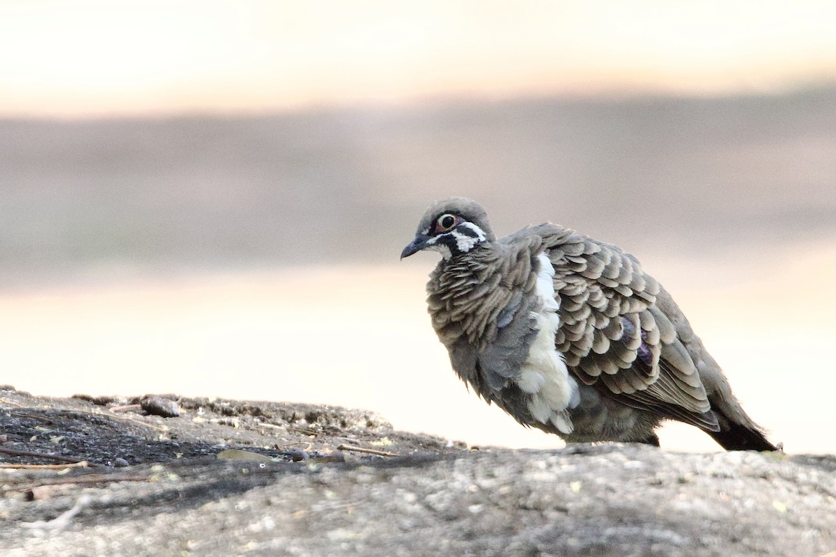 rypedue - ML647163501