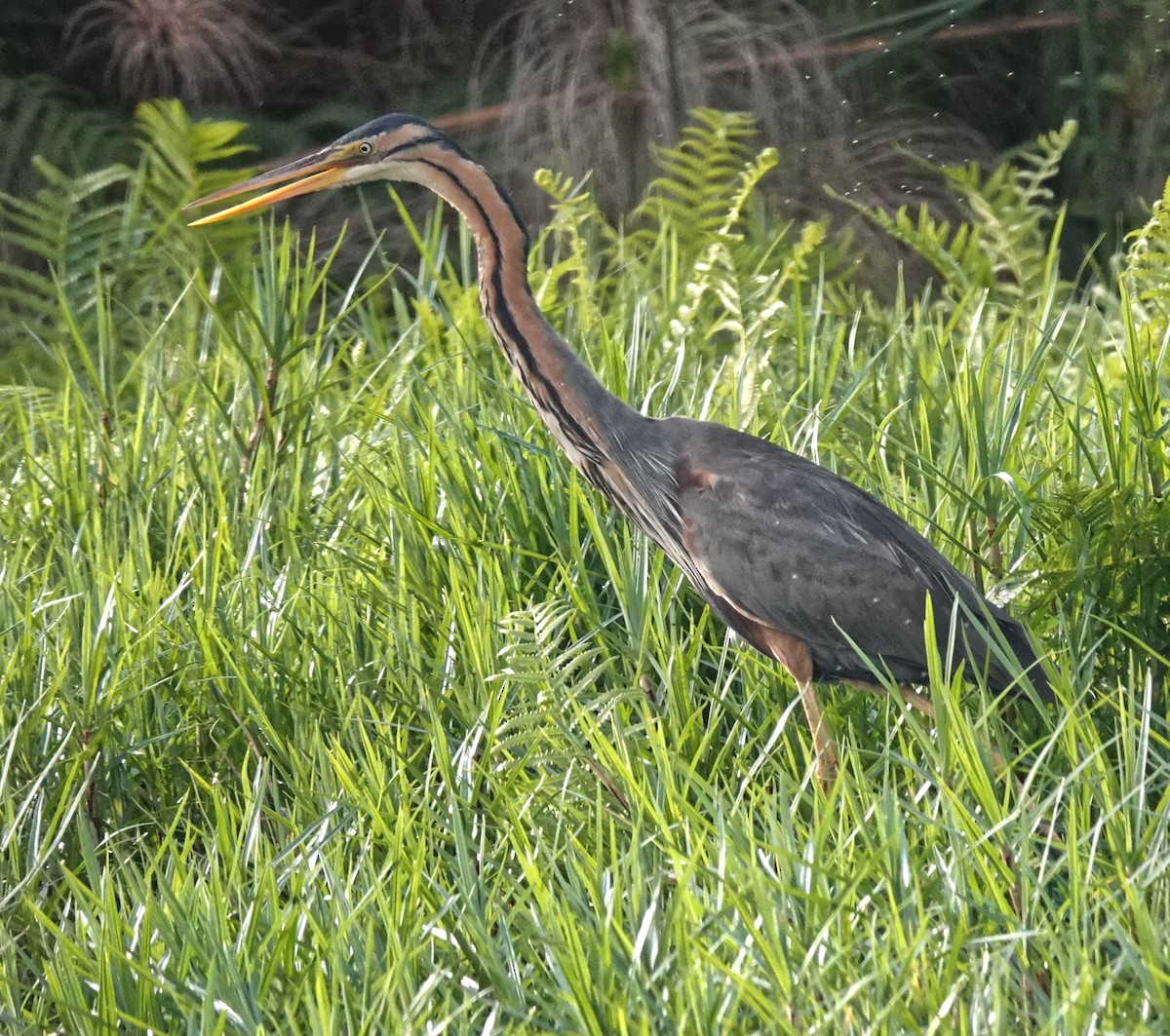 ムラサキサギ - ML647163504