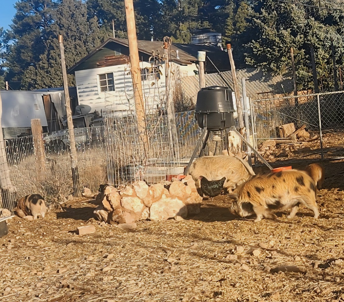 Animals - ML647163505