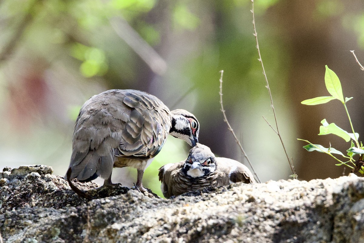 rypedue - ML647163507