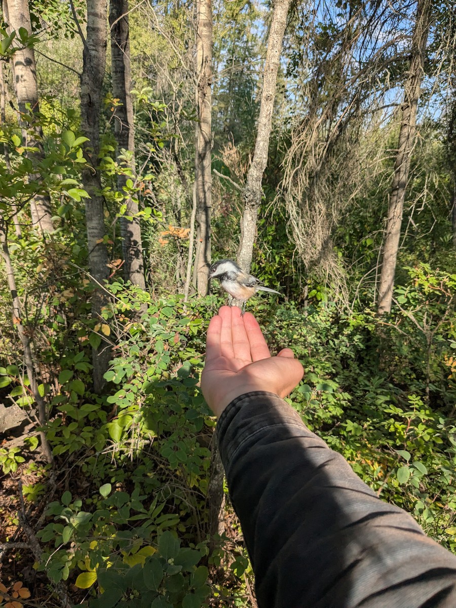 Black-capped Chickadee - ML647163508
