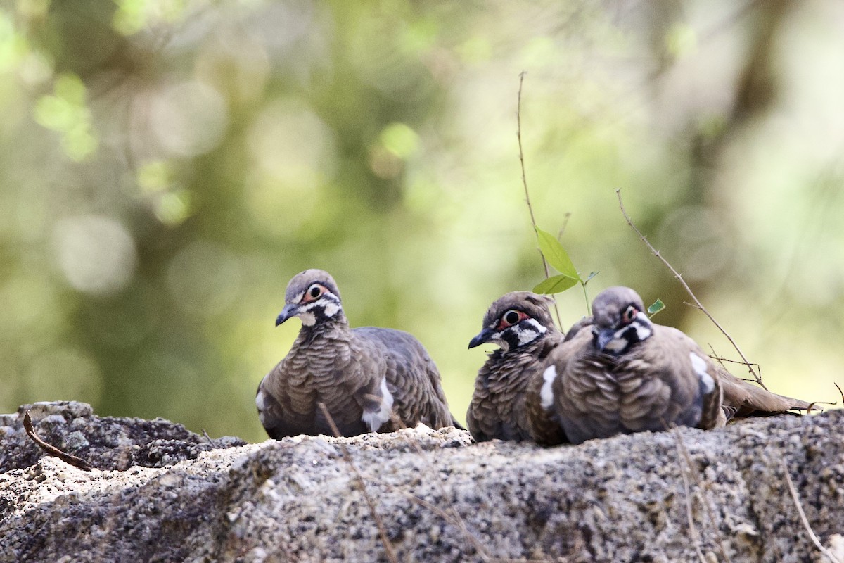 rypedue - ML647163518