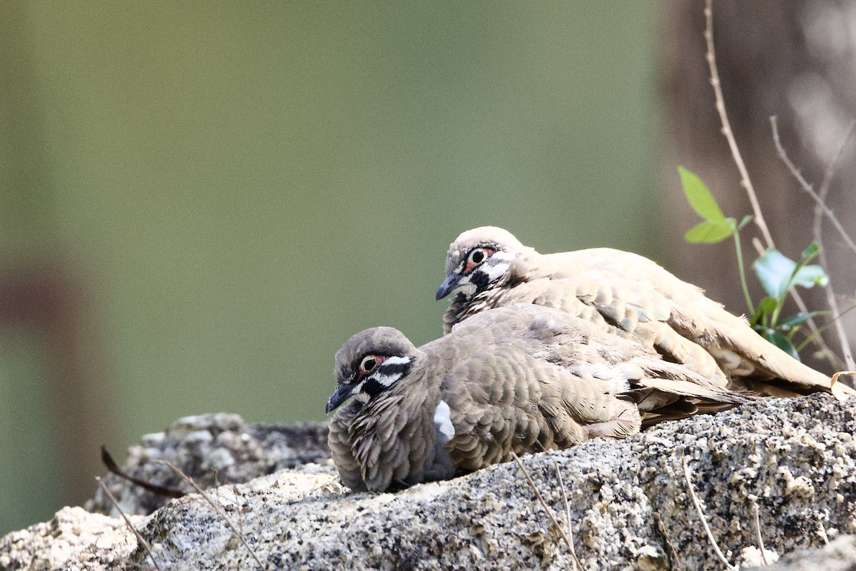 rypedue - ML647163536