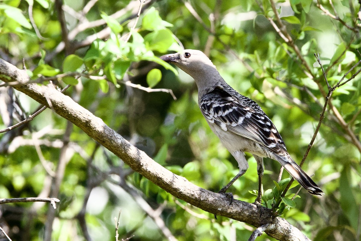 Great Bowerbird - ML647163543