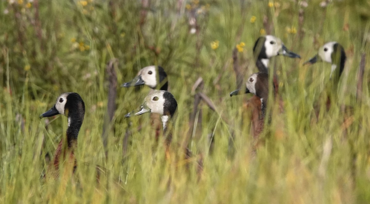 White-faced Whistling-Duck - ML647163544