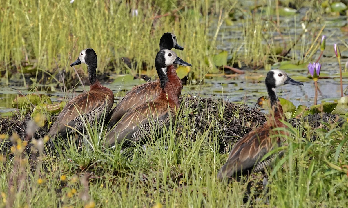 White-faced Whistling-Duck - ML647163545
