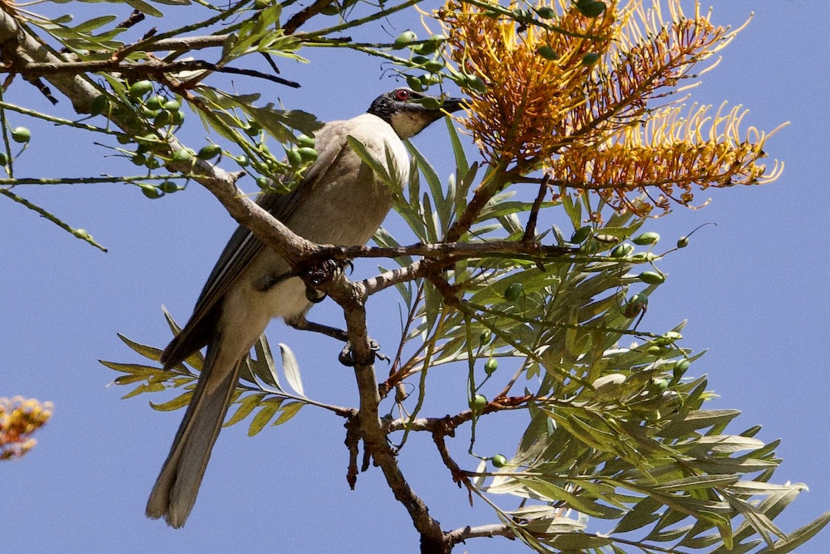 Noisy Friarbird - ML647163547