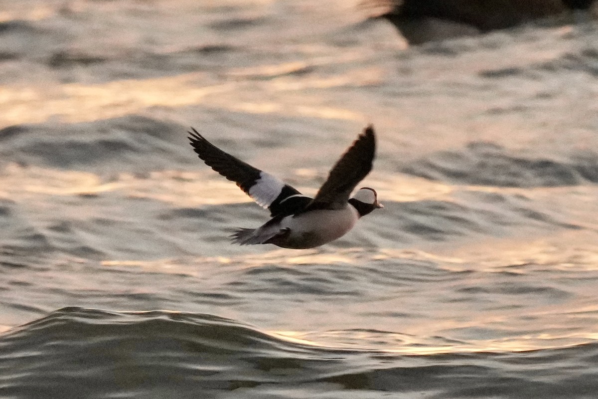 Bufflehead - ML647163548
