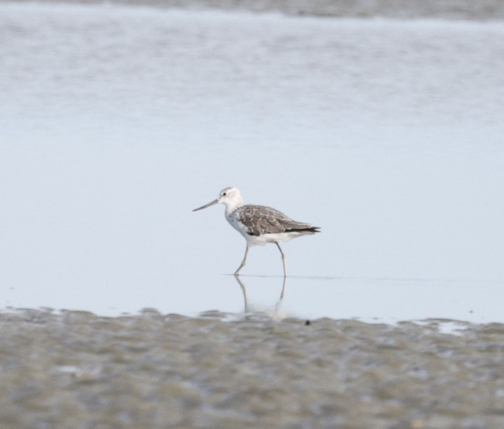Common Greenshank - ML647163549