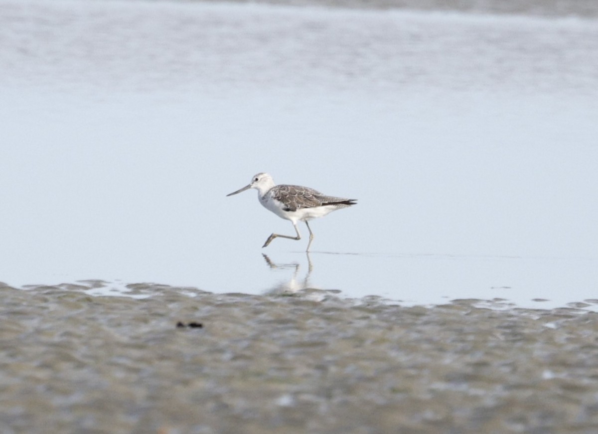 Common Greenshank - ML647163550