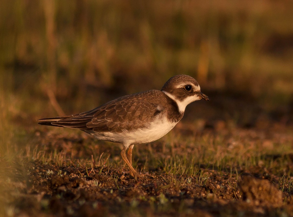 Semipalmated Plover - ML647163555