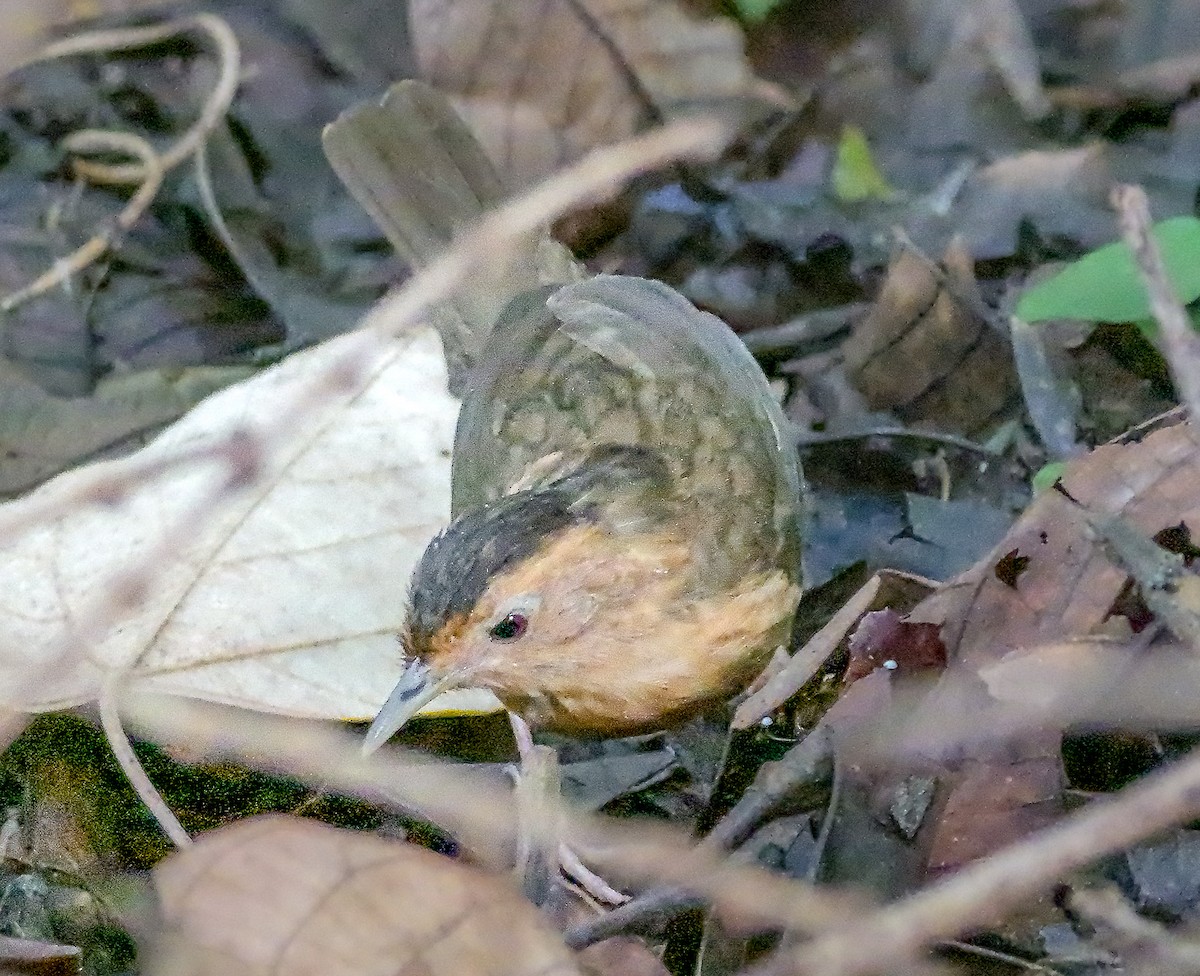 Dark-fronted Babbler - ML647163572