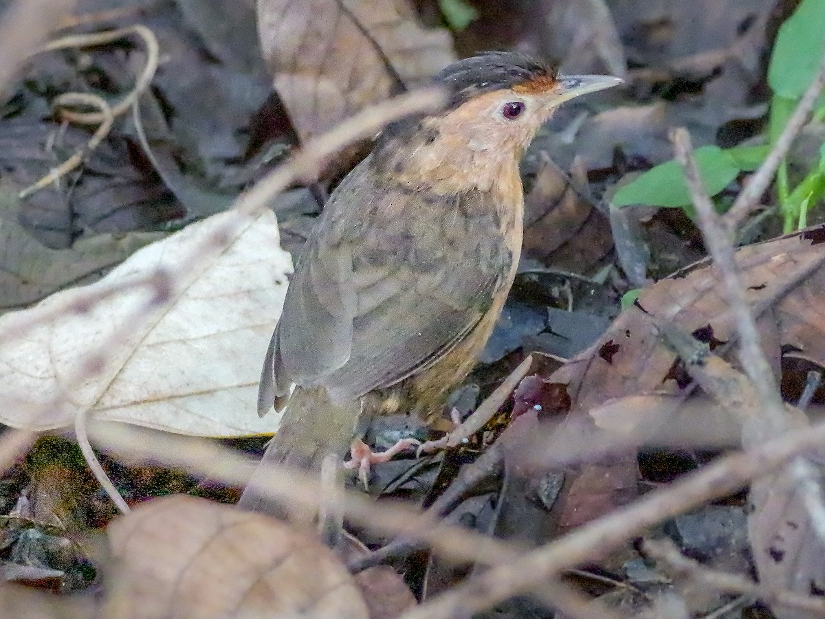 Dark-fronted Babbler - ML647163573