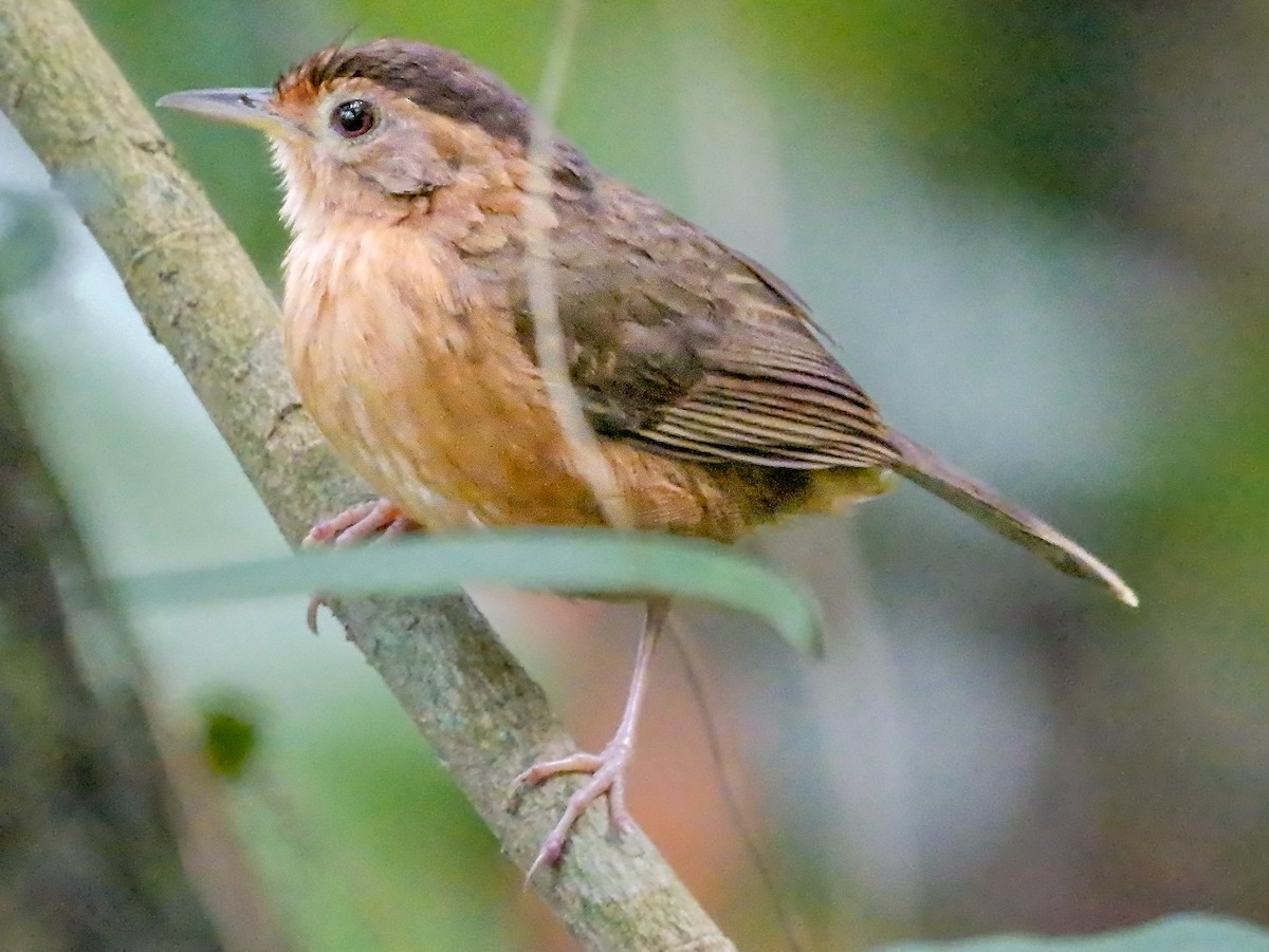 Dark-fronted Babbler - ML647163575