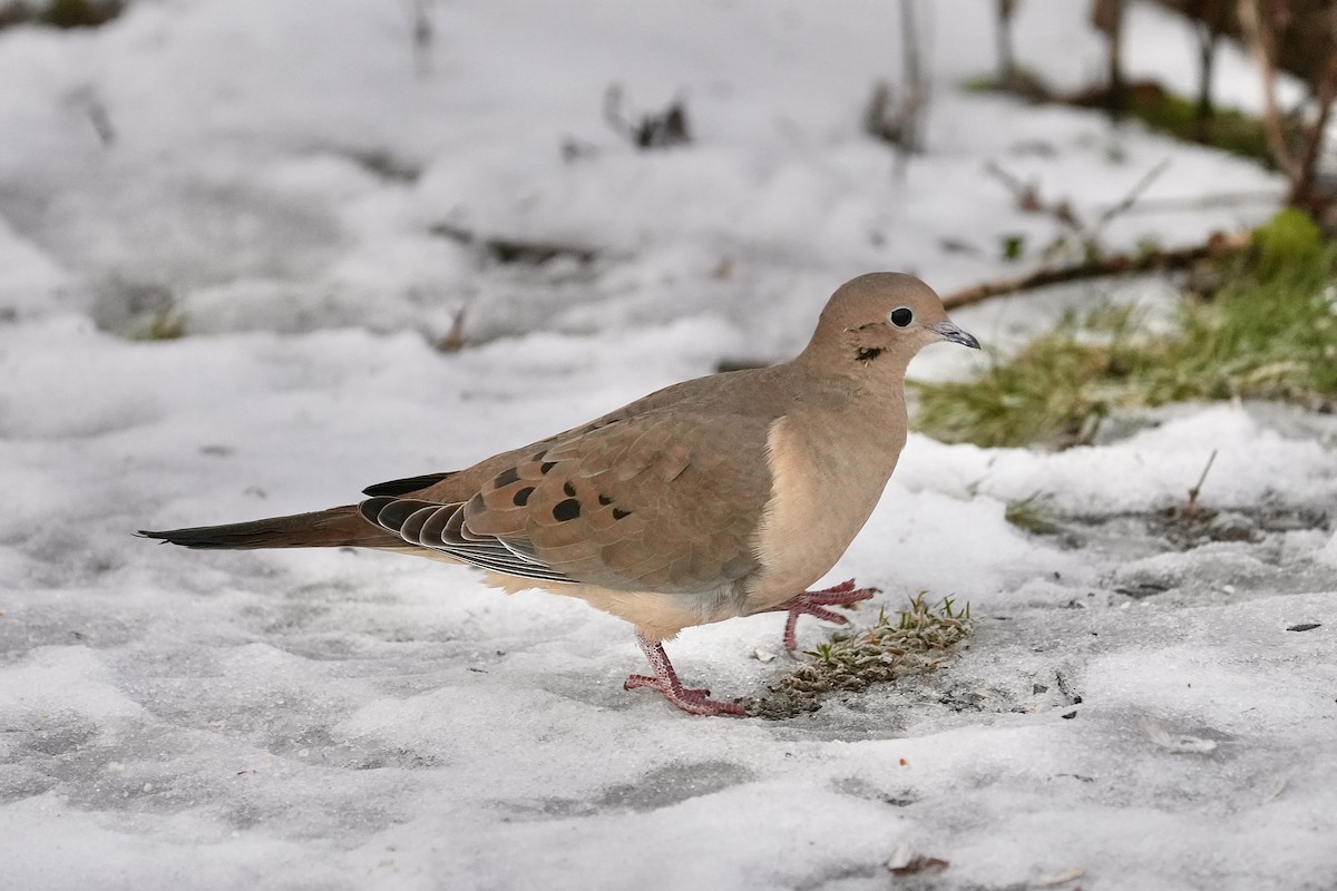 Mourning Dove - ML647163576