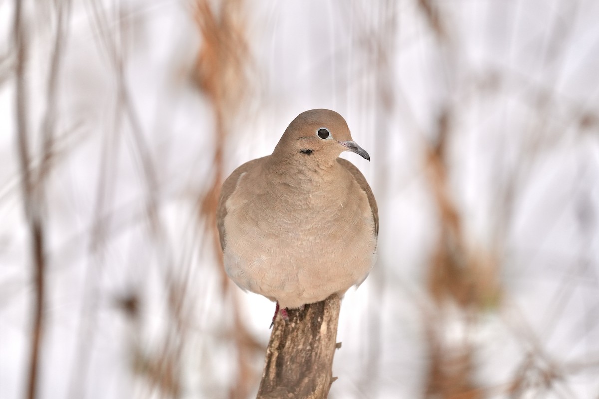 Mourning Dove - ML647163577