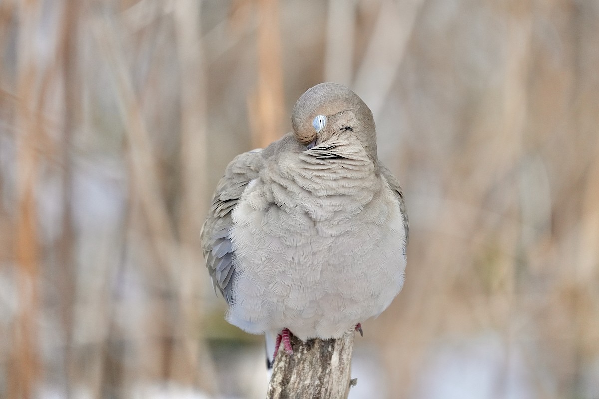 Mourning Dove - ML647163578