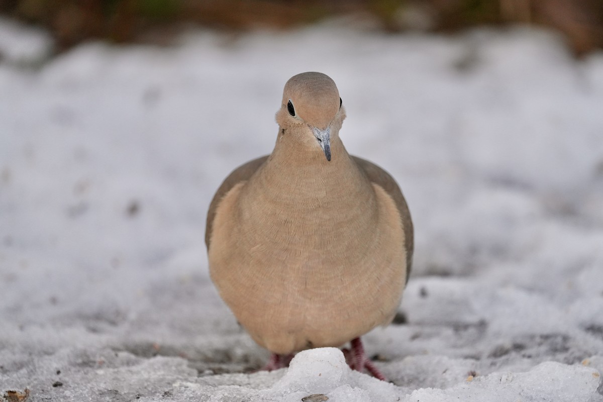 Mourning Dove - ML647163579