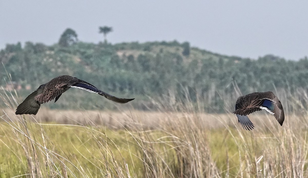 Yellow-billed Duck - ML647163582