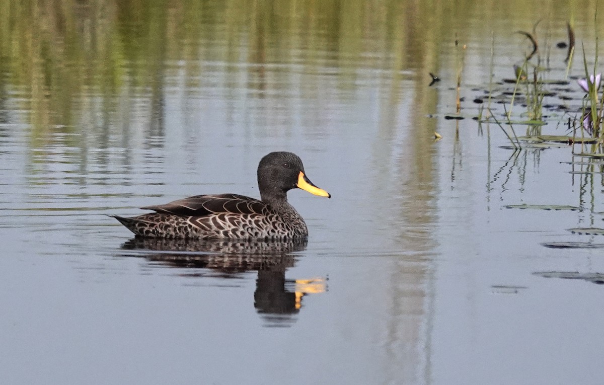 Yellow-billed Duck - ML647163583