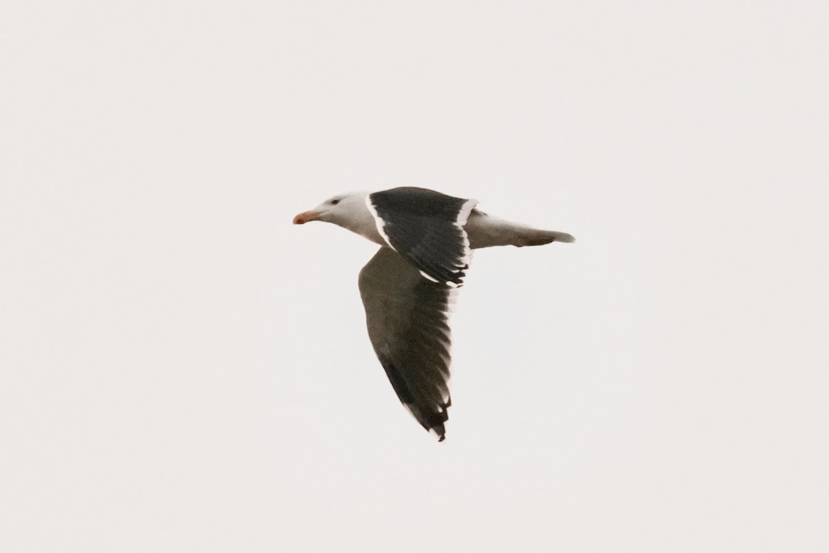 Great Black-backed Gull - ML647163586