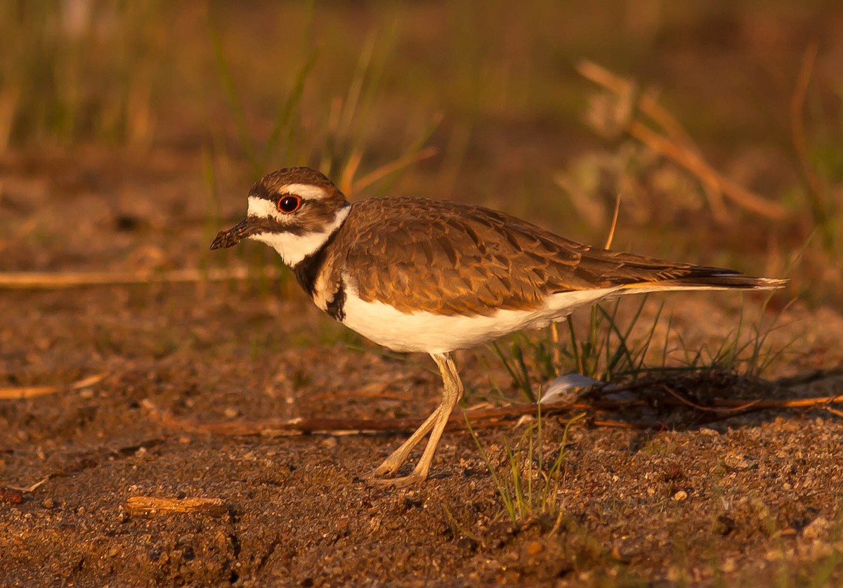 Killdeer - ML647163587