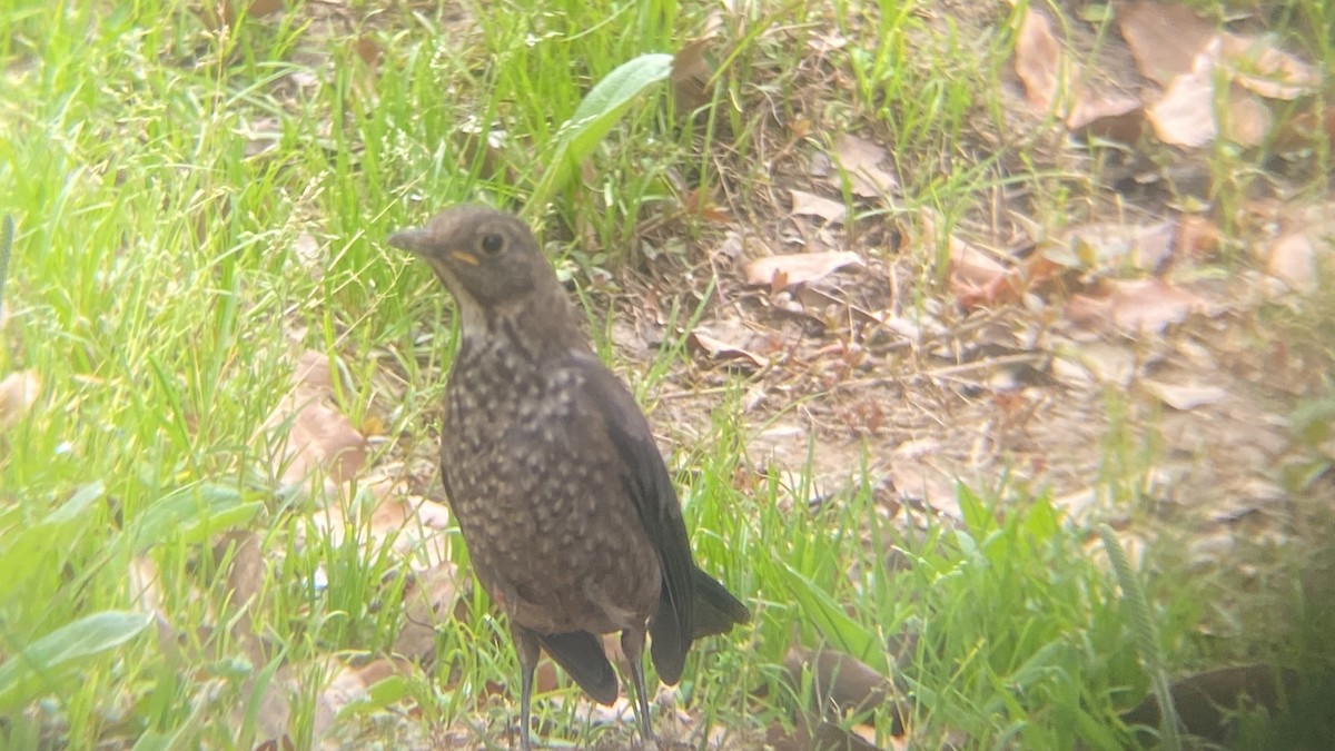 Chinese Blackbird - ML647163588