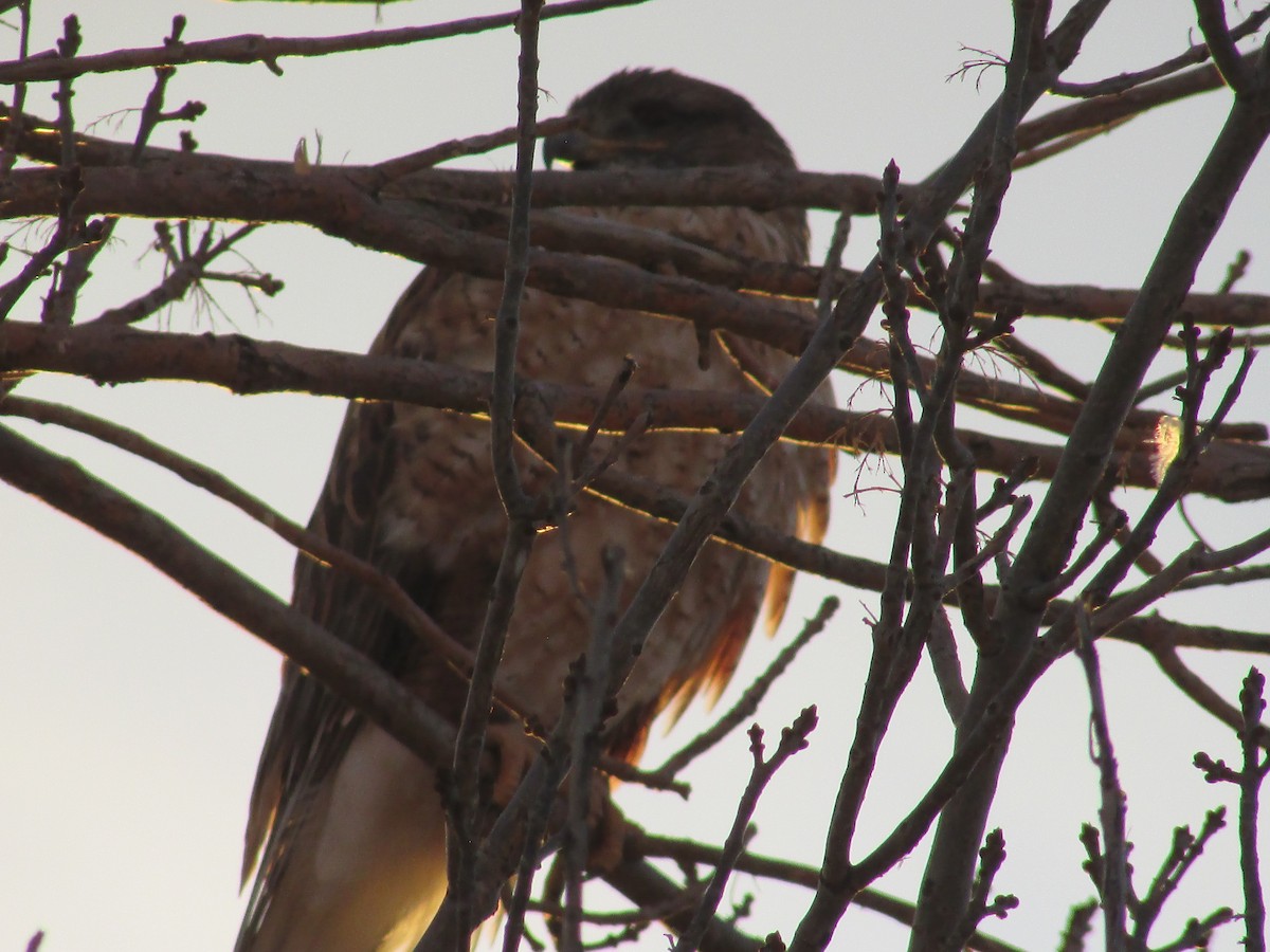 Ferruginous Hawk - ML647163589