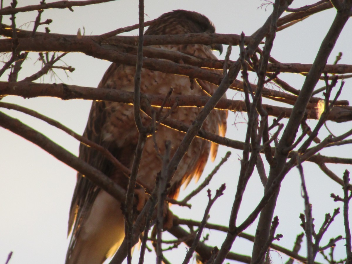 Ferruginous Hawk - ML647163590