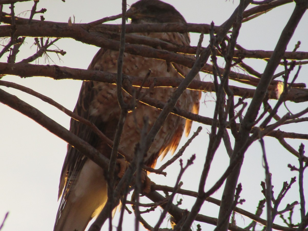 Ferruginous Hawk - ML647163591