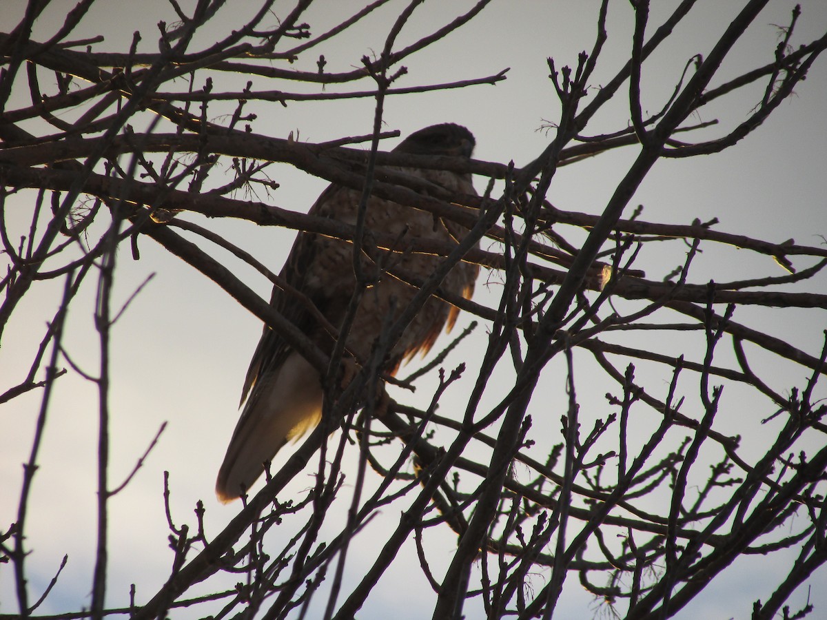 Ferruginous Hawk - ML647163592