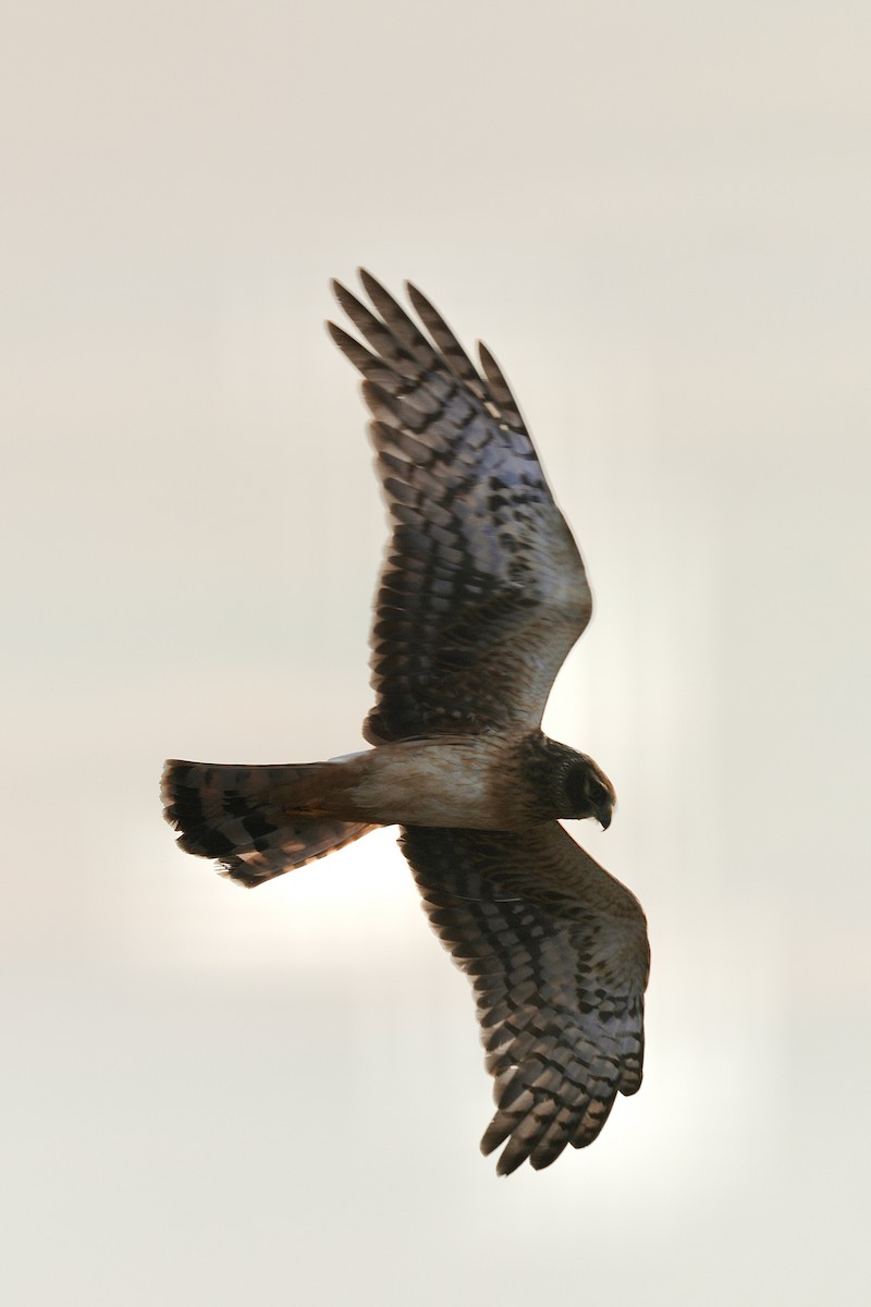 Northern Harrier - ML647163595