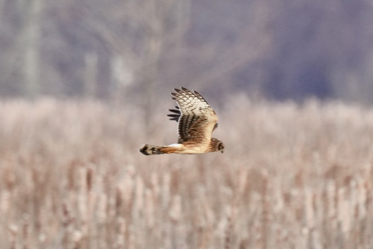 Northern Harrier - ML647163613
