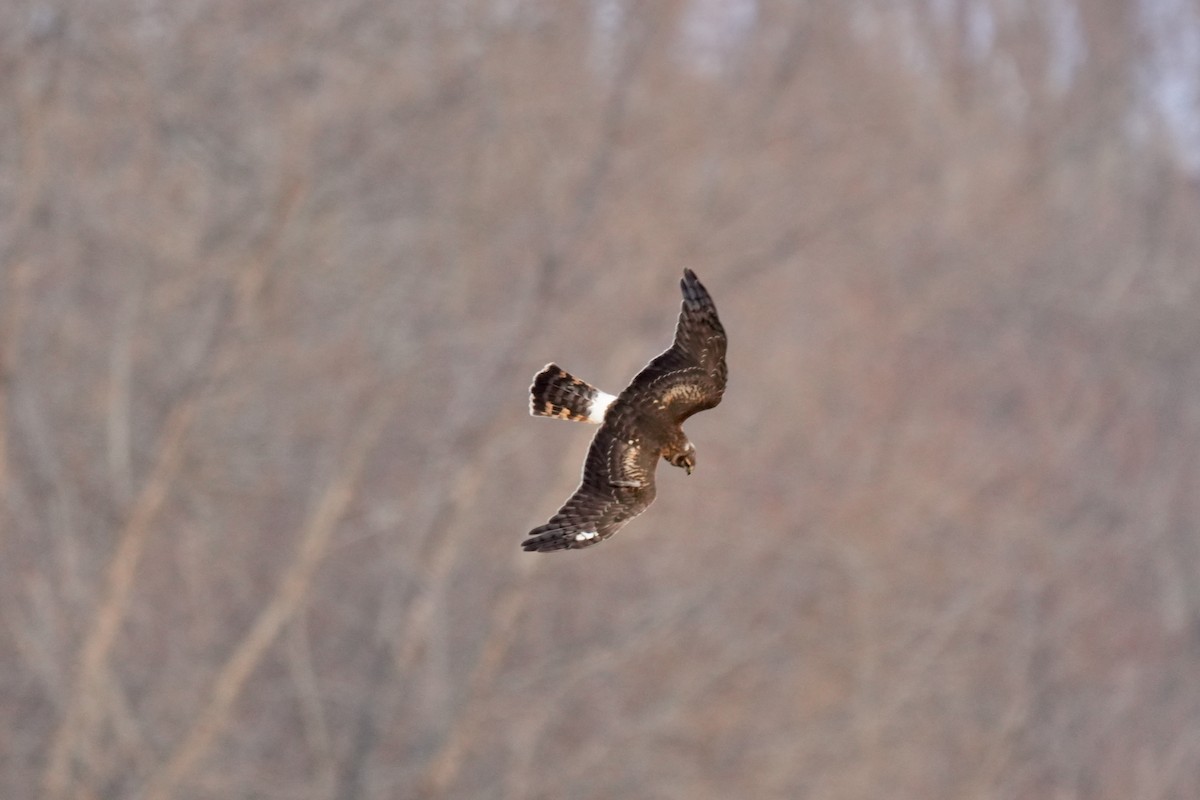 Northern Harrier - ML647163614