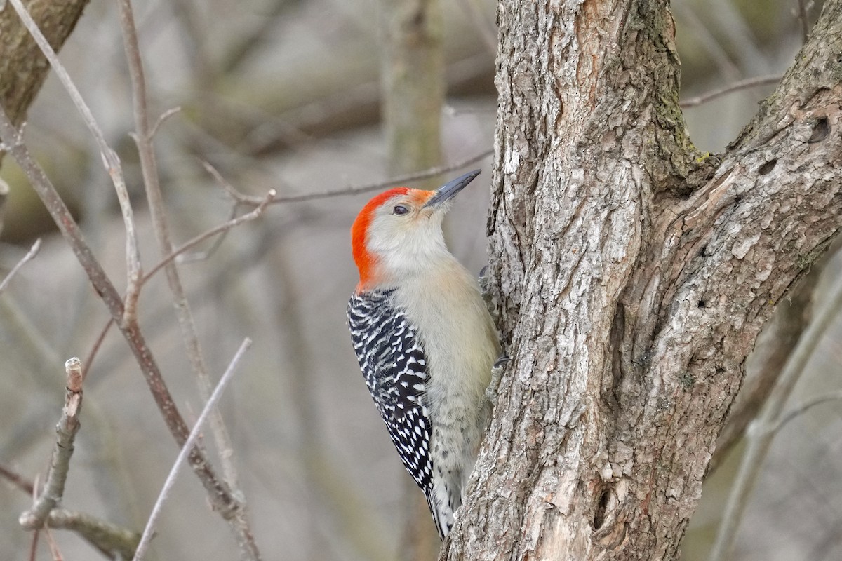 シマセゲラ - ML647163615