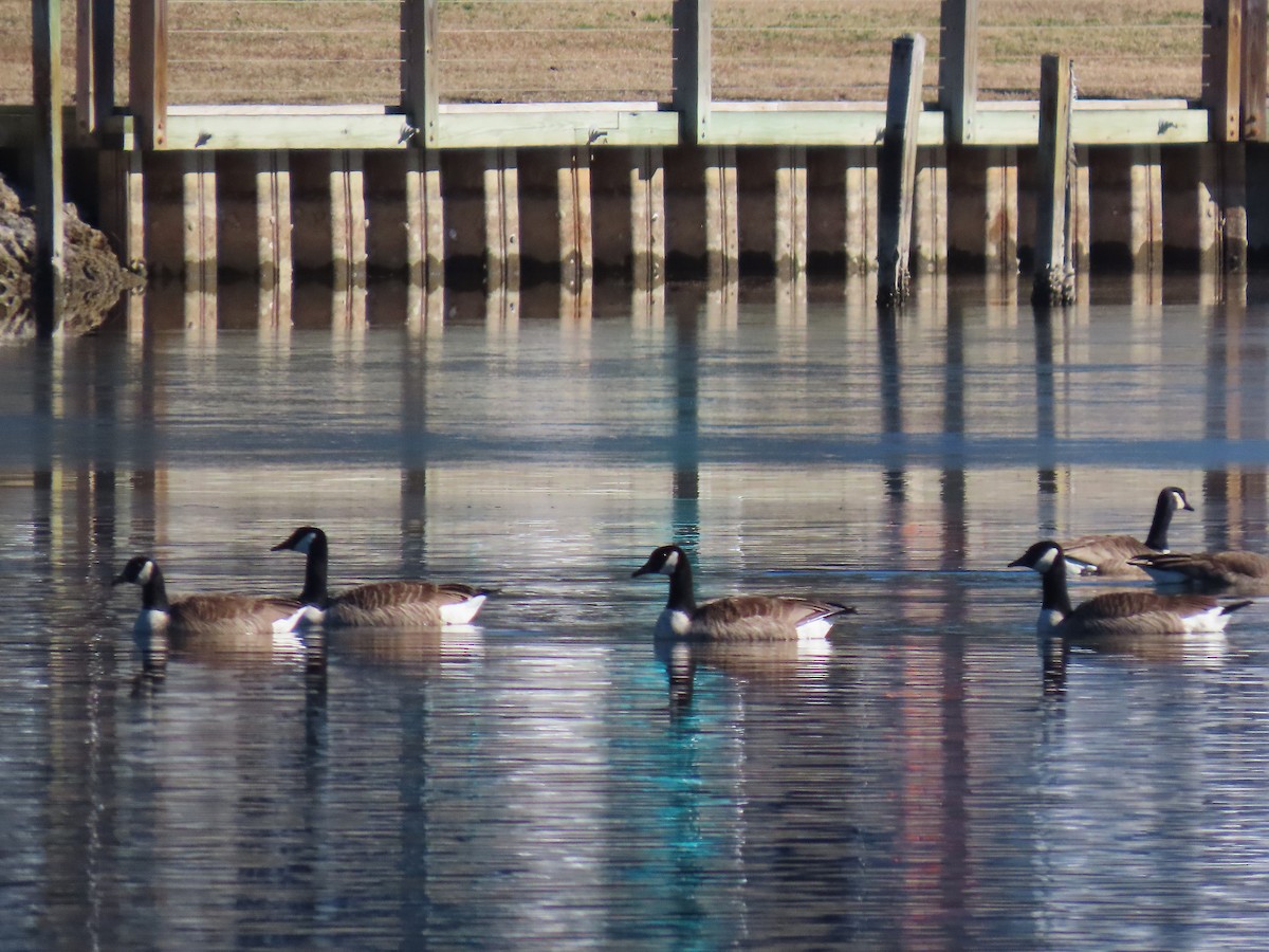 Bernache du Canada - ML647163616