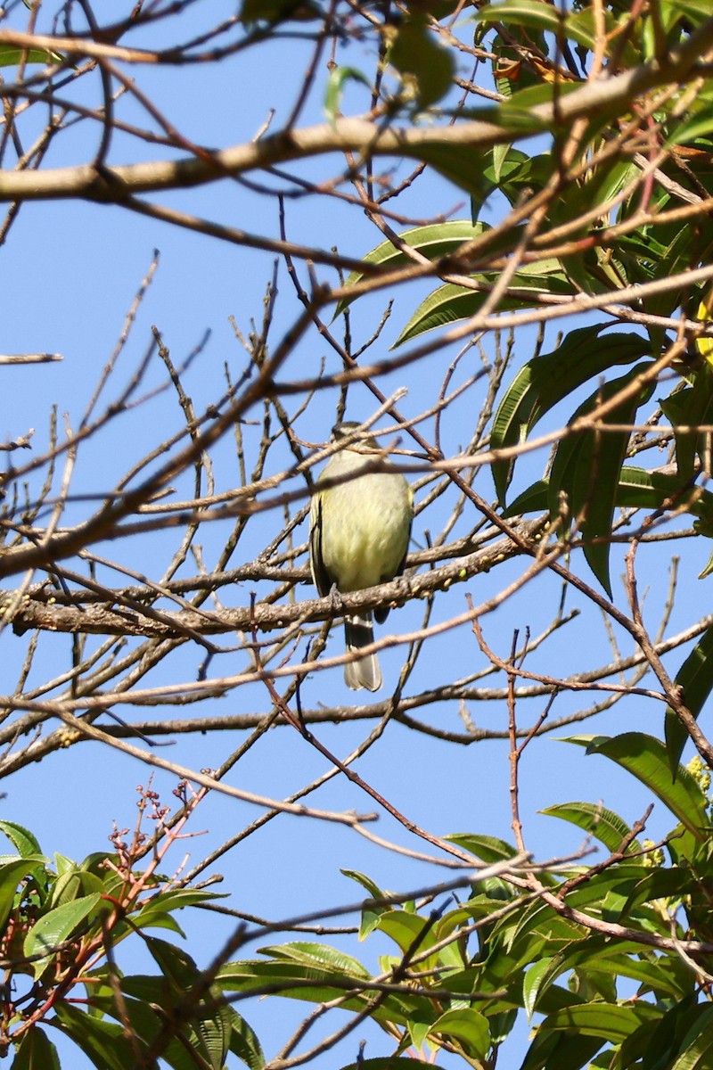 Spectacled Tyrannulet - ML647163624