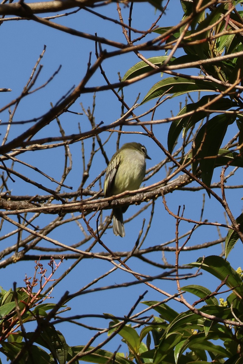 Spectacled Tyrannulet - ML647163625