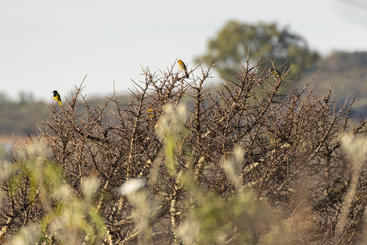 Streak-backed Oriole - ML647163635