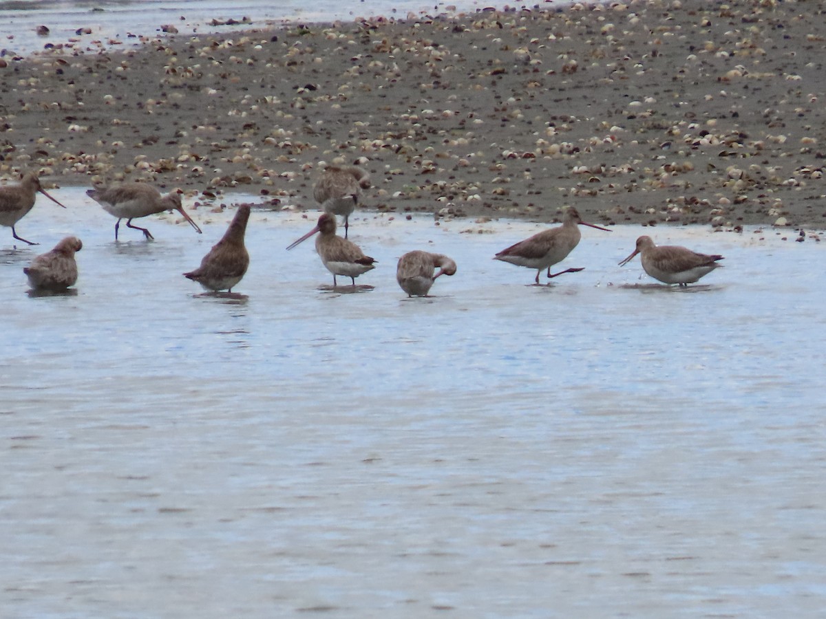 Bar-tailed Godwit - ML647163637