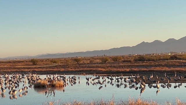 Sandhill Crane - ML647163641
